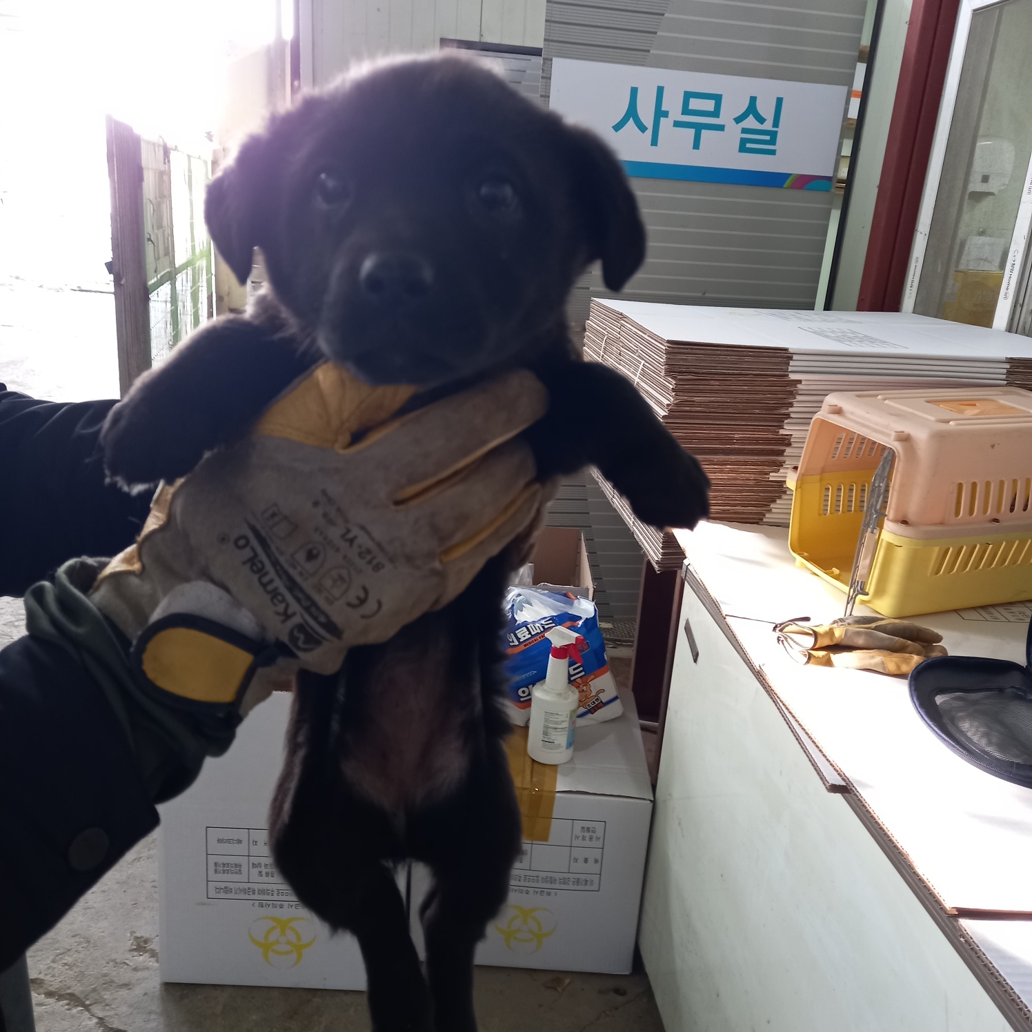 보호중 믹스견의 가…
