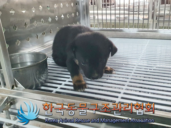 종료(안락사) 믹스…