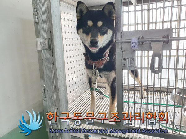 보호중 시바의 가족…