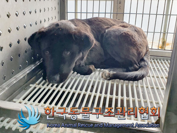 한국동물구조관리협회_441559202301310