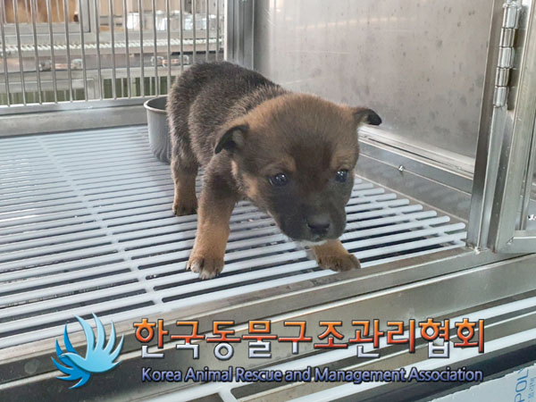 종료(안락사) 믹스…