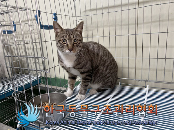 보호중 한국 고양이…