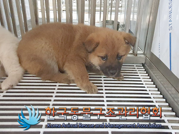 보호중 믹스견의 가…
