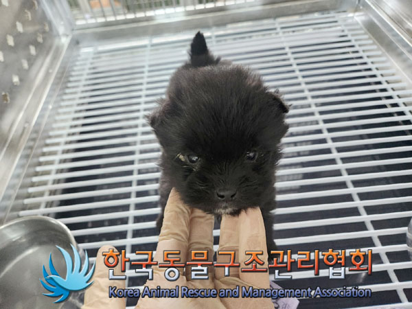 종료(입양) 믹스견…