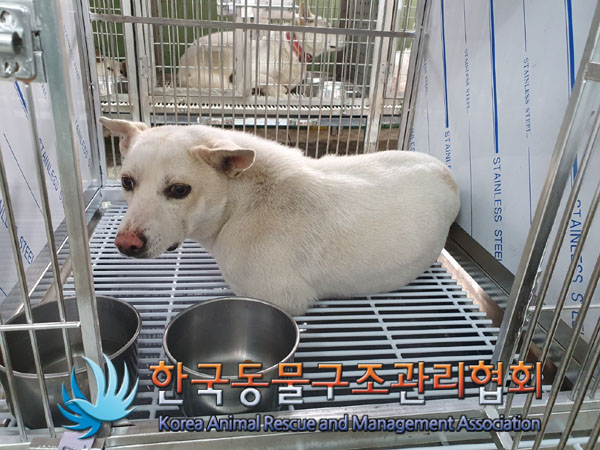 한국동물구조관리협회_441560202301823