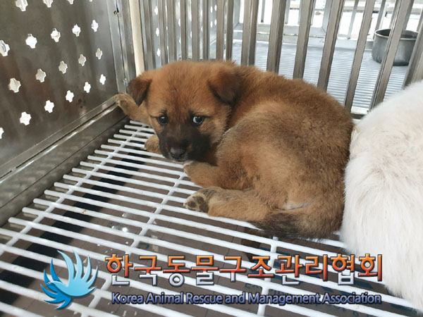 보호중 믹스견의 가…