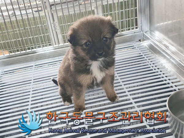 한국동물구조관리협회_441559202301308