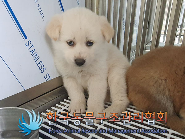 보호중 믹스견의 가…