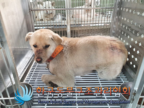 보호중 믹스견의 가…