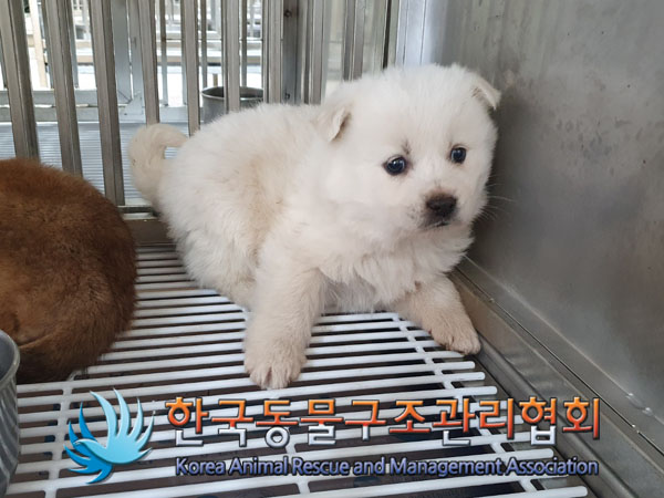 한국동물구조관리협회_441409202302085