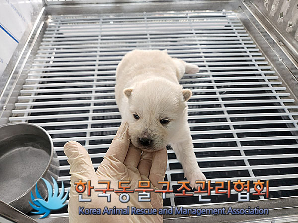 보호중 믹스견의 가…