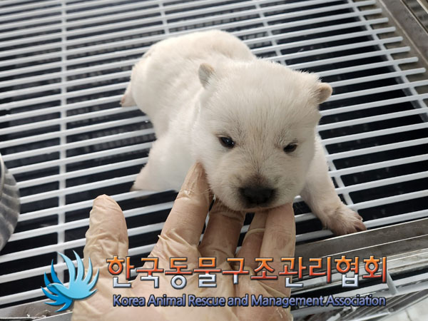 보호중 믹스견의 가…