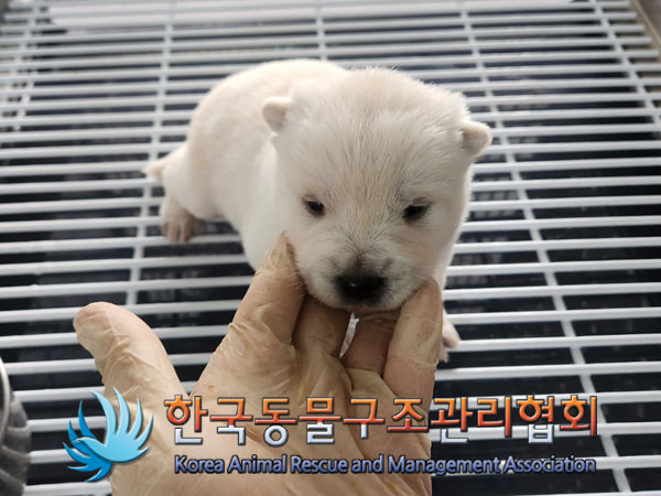 한국동물구조관리협회_441406202302062