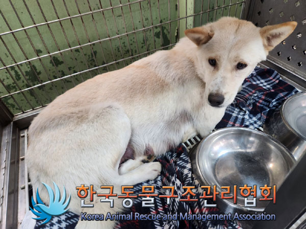 보호중 믹스견의 가…