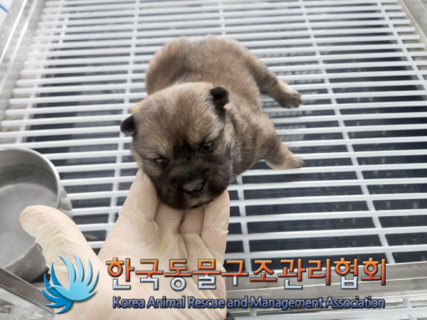 보호중 믹스견의 가…