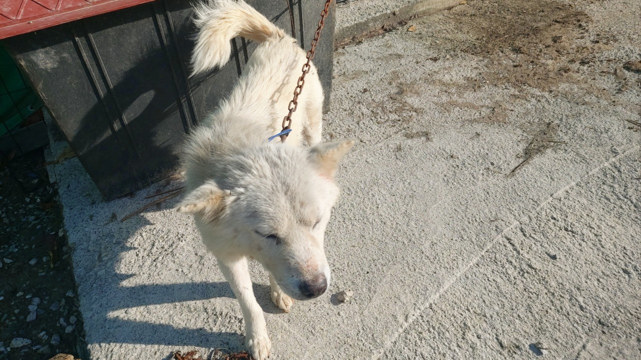 산청동물보호센터_448545202300205