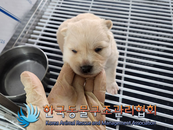 한국동물구조관리협회_441406202302060