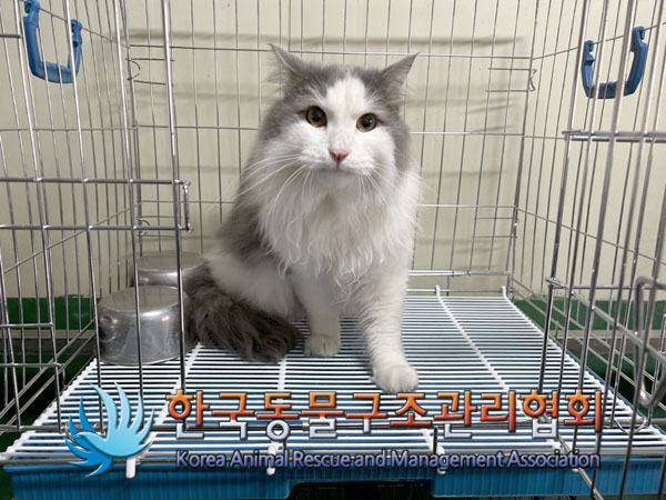 [고양이] 노르웨이 숲 서울-동대문-2023-00202 유기동물 배경 이미지 입니다.