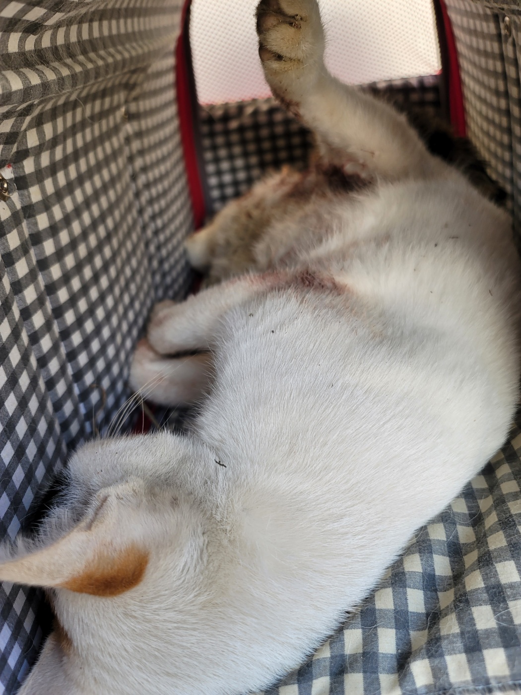 보호중 한국 고양이…
