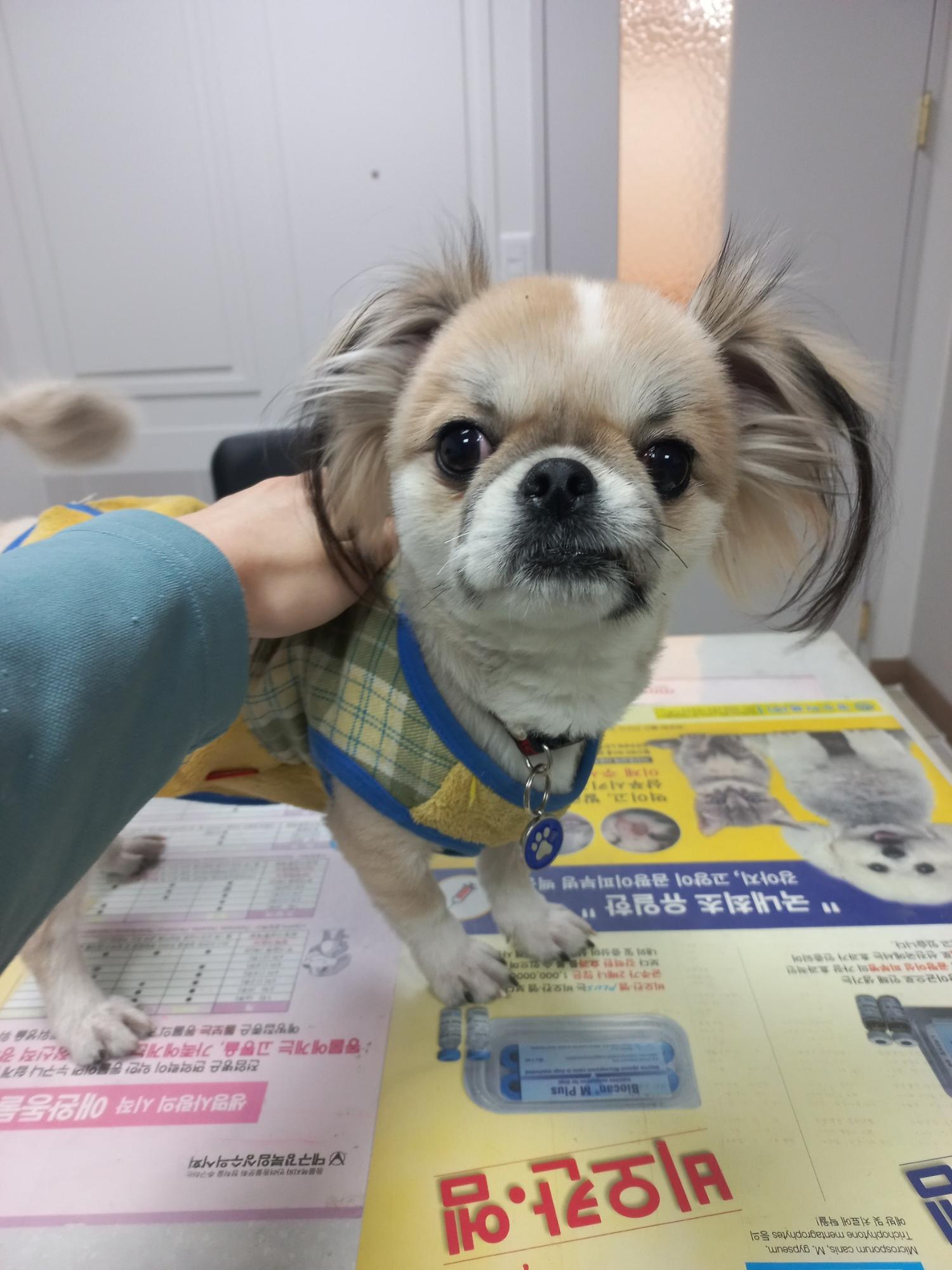 종료(반환) 치와와…