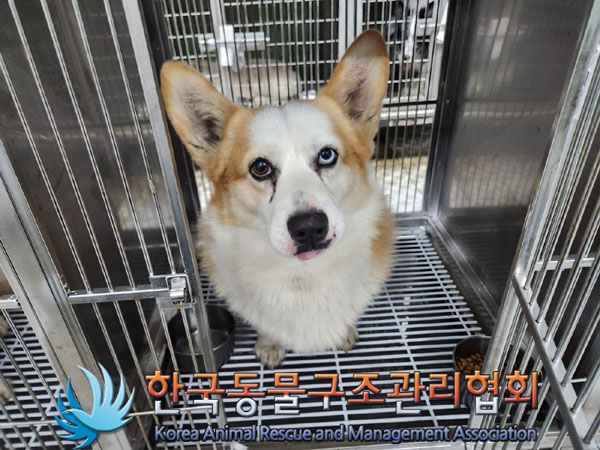 보호중 웰시 코기 …