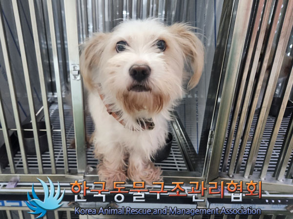 종료(안락사) 믹스…