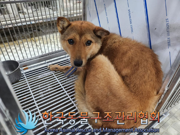 종료(안락사) 믹스…