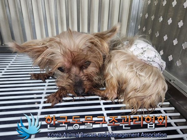 종료(반환) 요크셔…