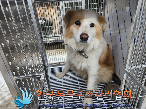 종료(안락사) 믹스…