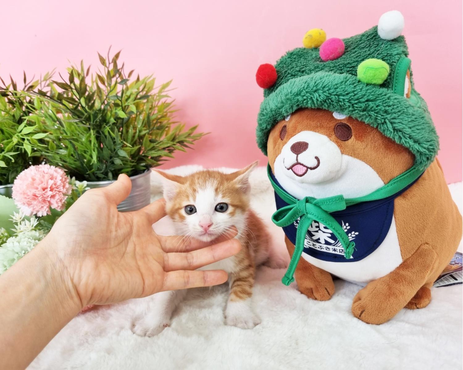 (사)영일동물플러스_447502202301617