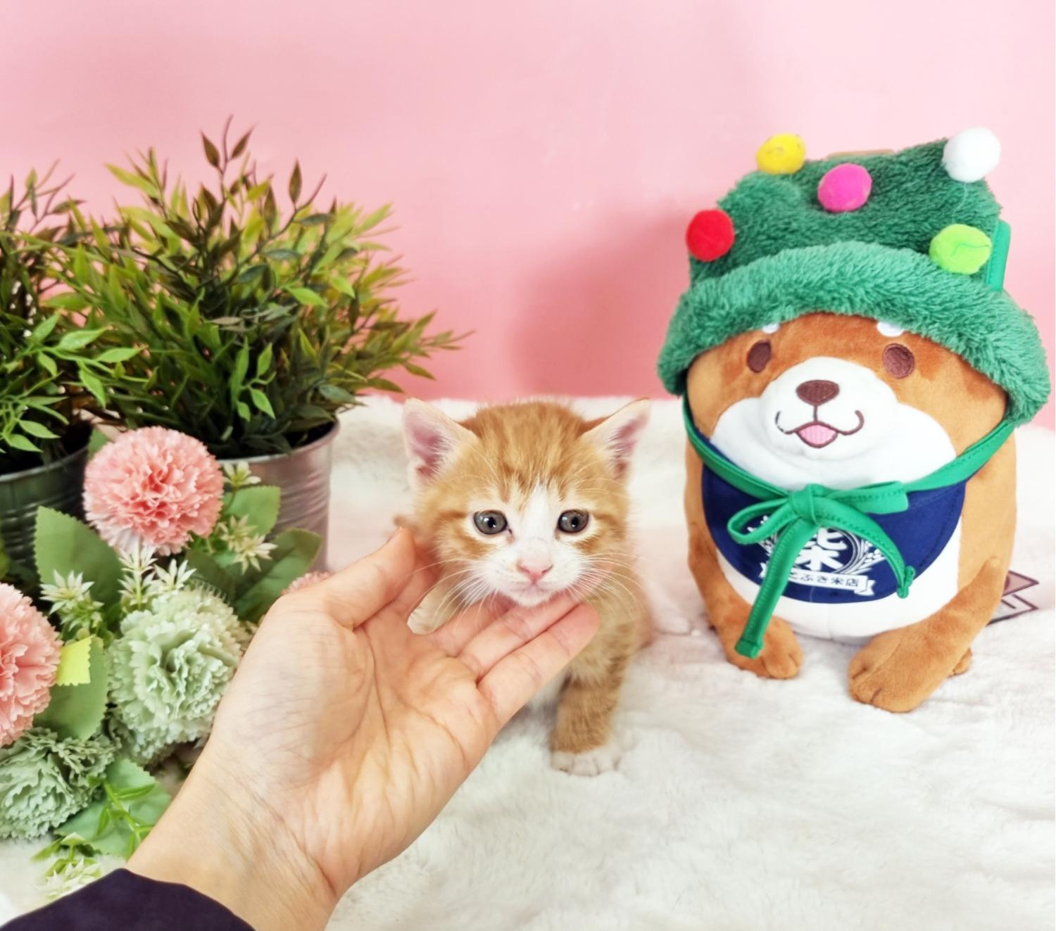종료(입양) 한국 …