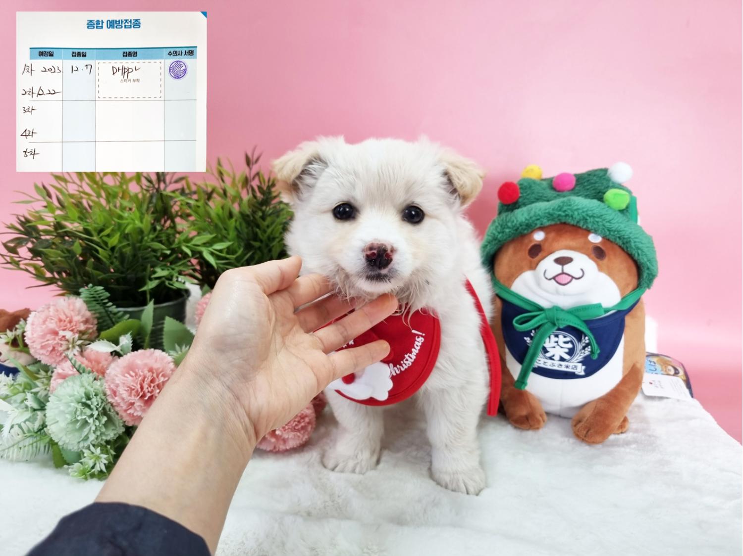 종료(입양) 믹스견…
