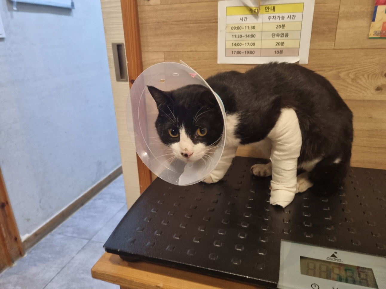 보호중 한국 고양이…