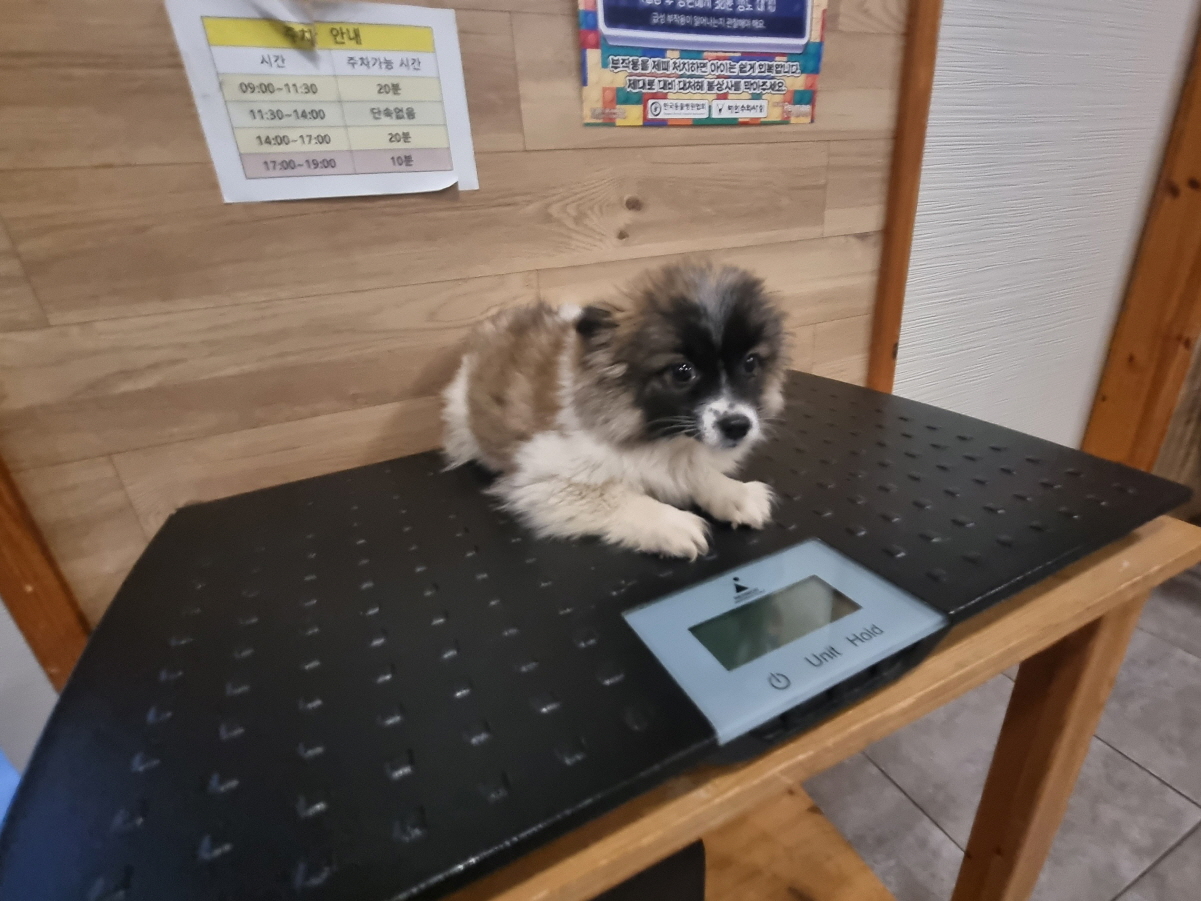 보호중 믹스견의 가…