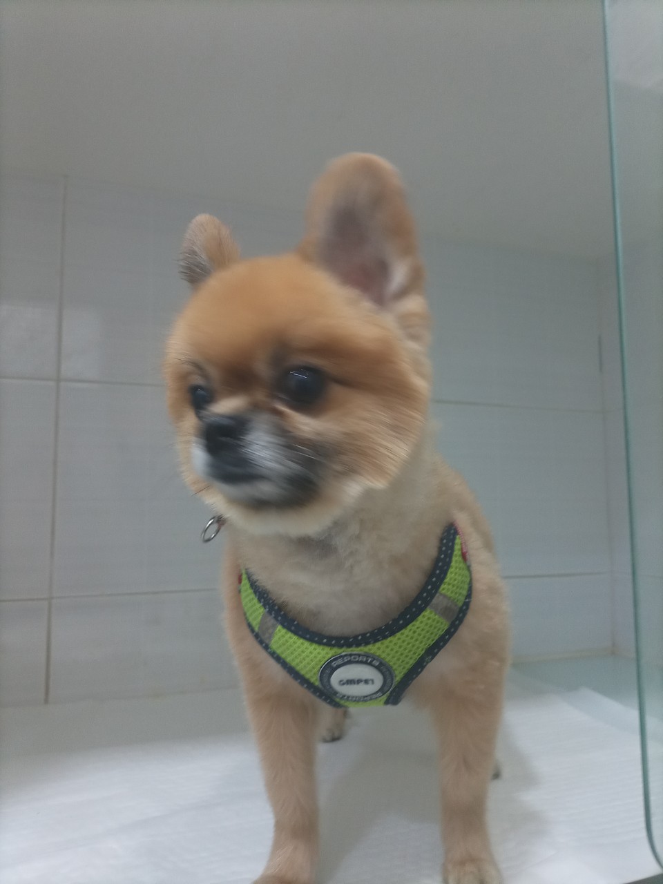 종료(반환) 포메라…