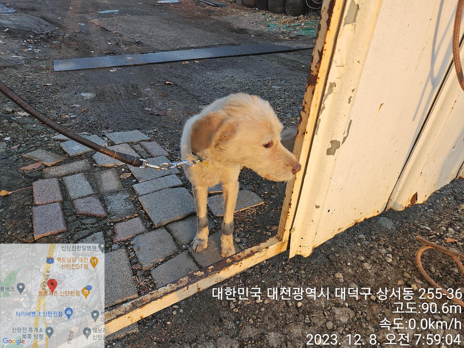 종료(반환) 믹스견…