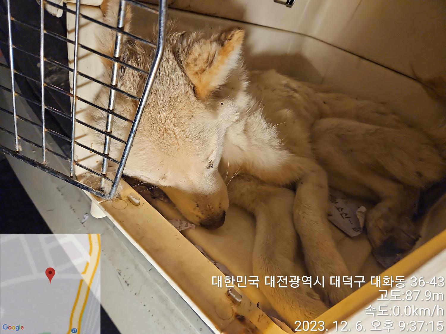 종료(자연사) 믹스…