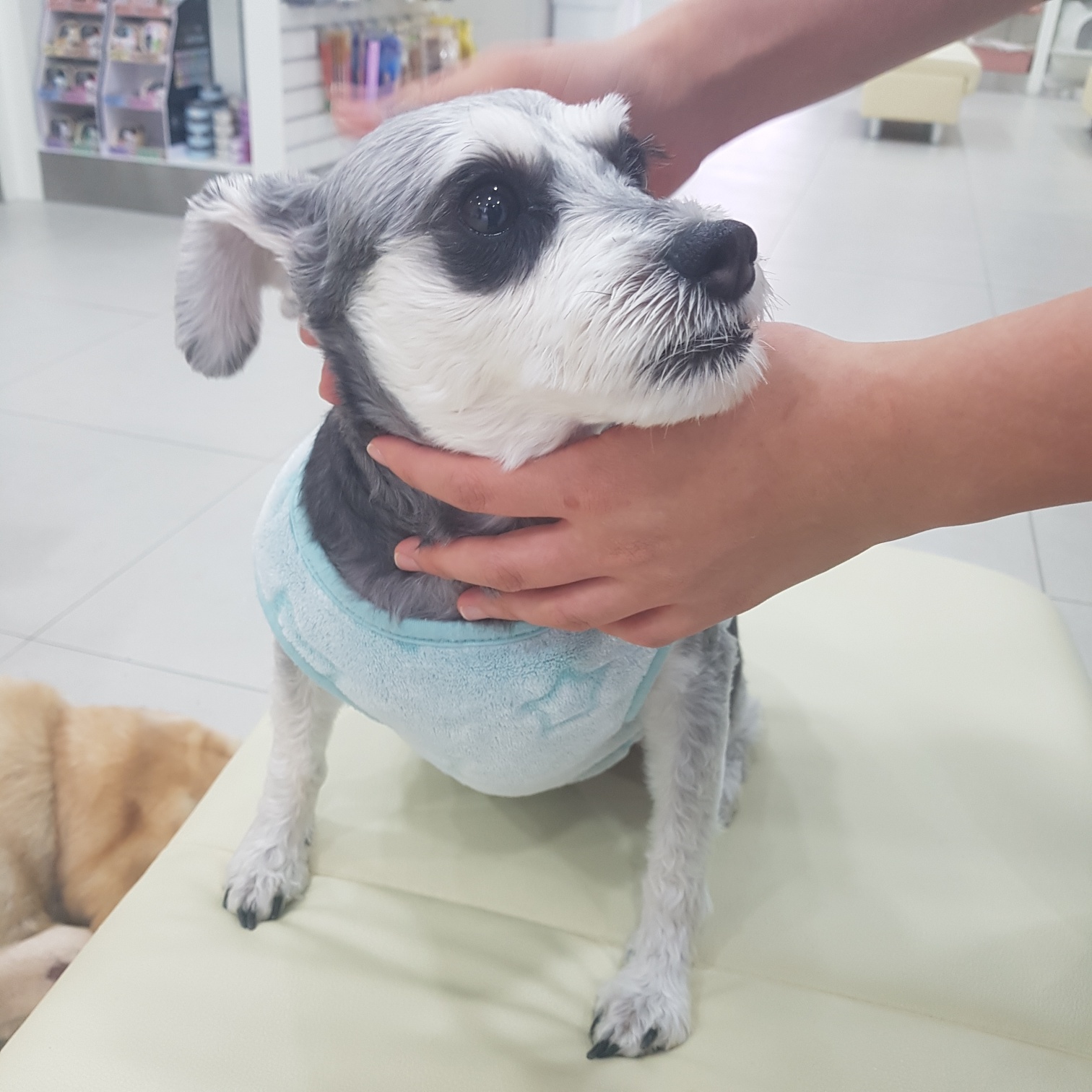 링크늘푸른동물병원_445464202303933