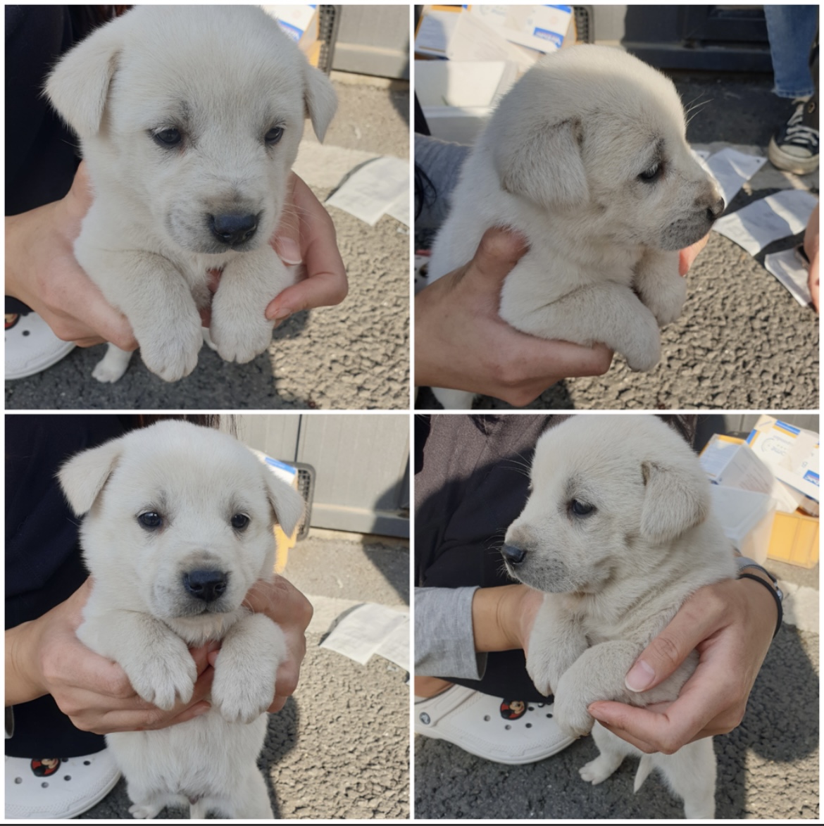 종료(자연사) 믹스…