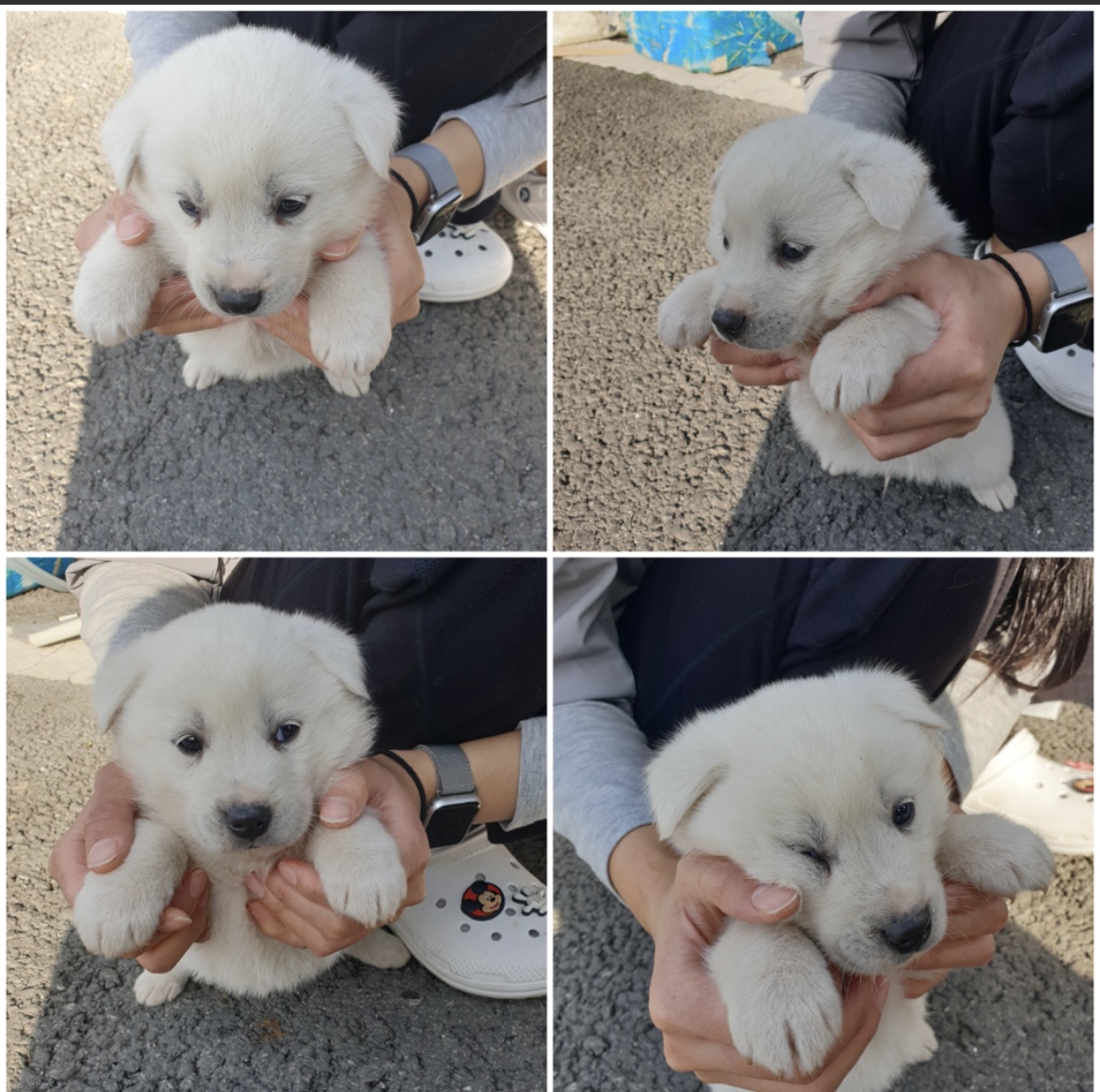 종료(자연사) 믹스…