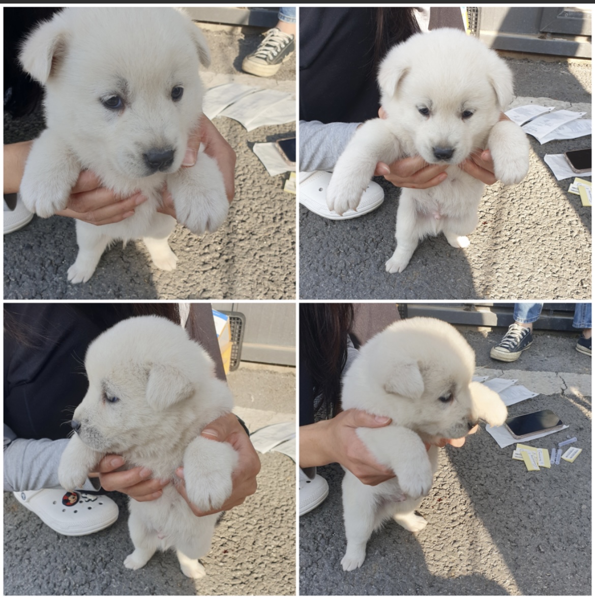 종료(안락사) 믹스…