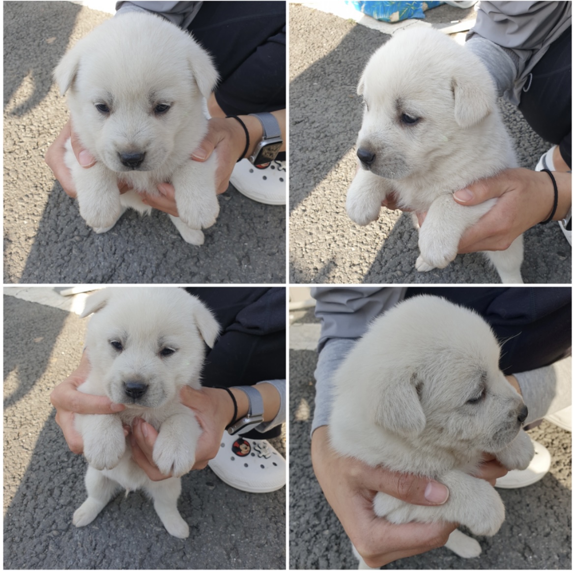 종료(자연사) 믹스…