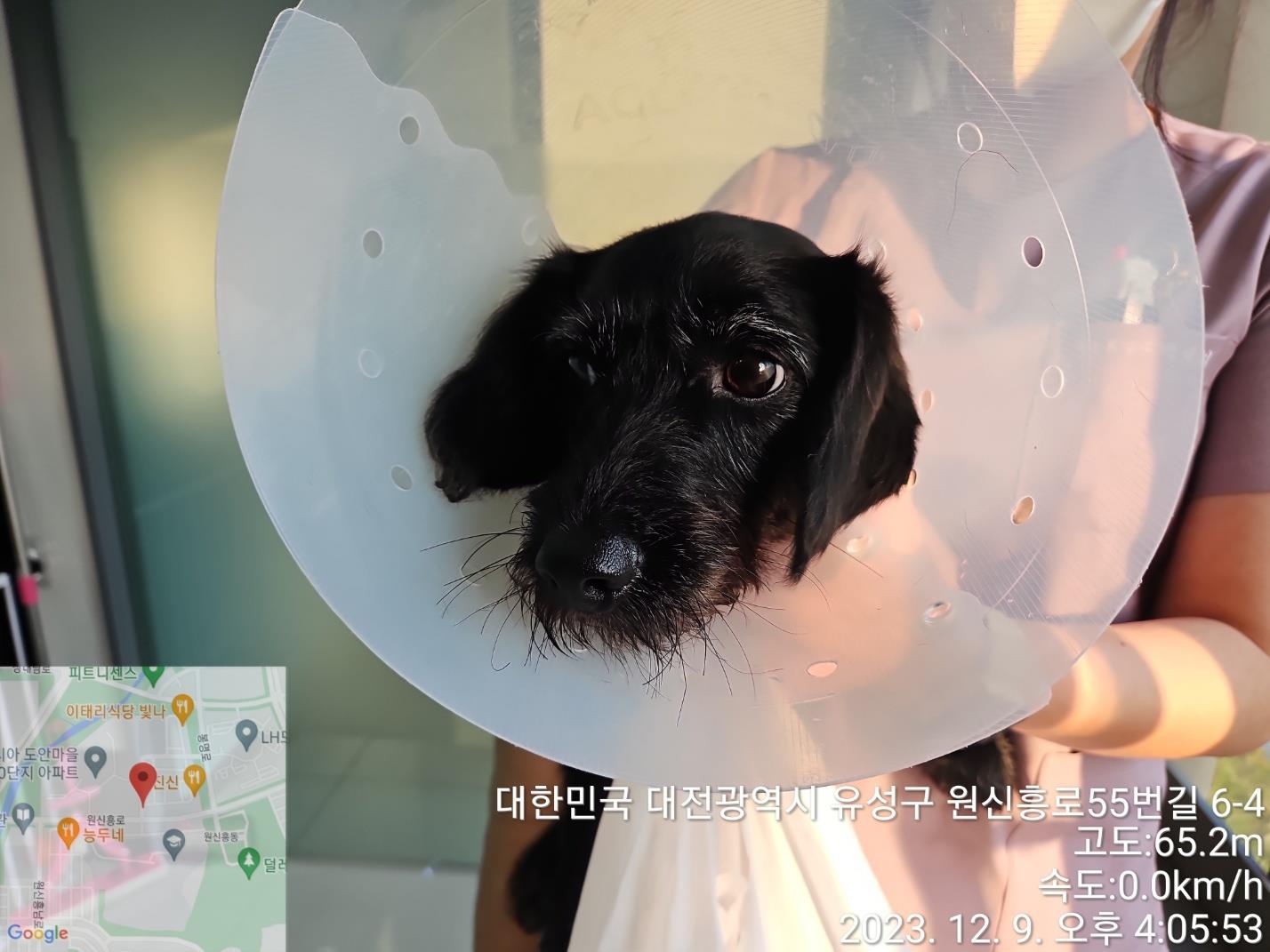 대전동물보호센터_430368202300662