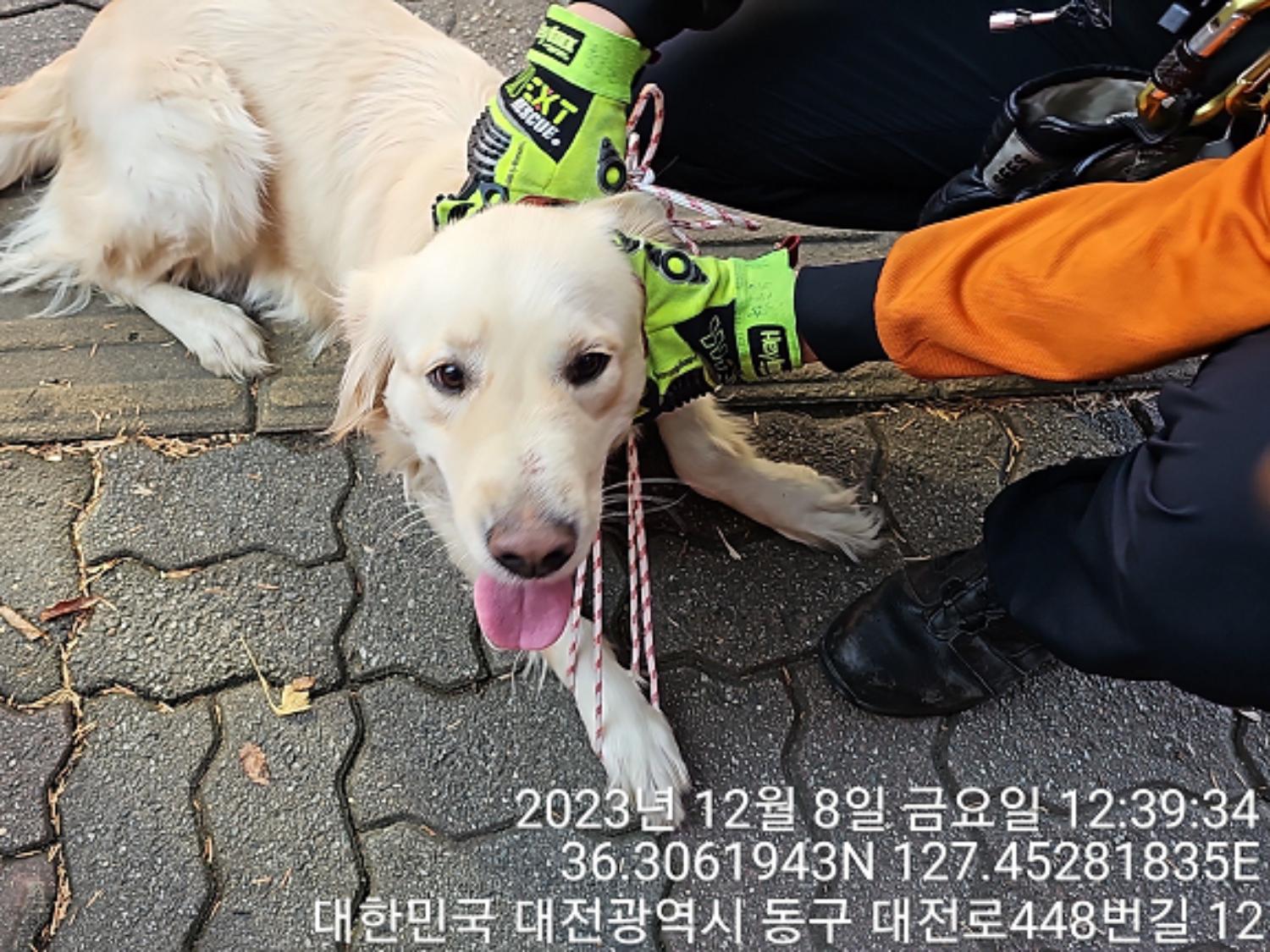 종료(반환) 골든 …