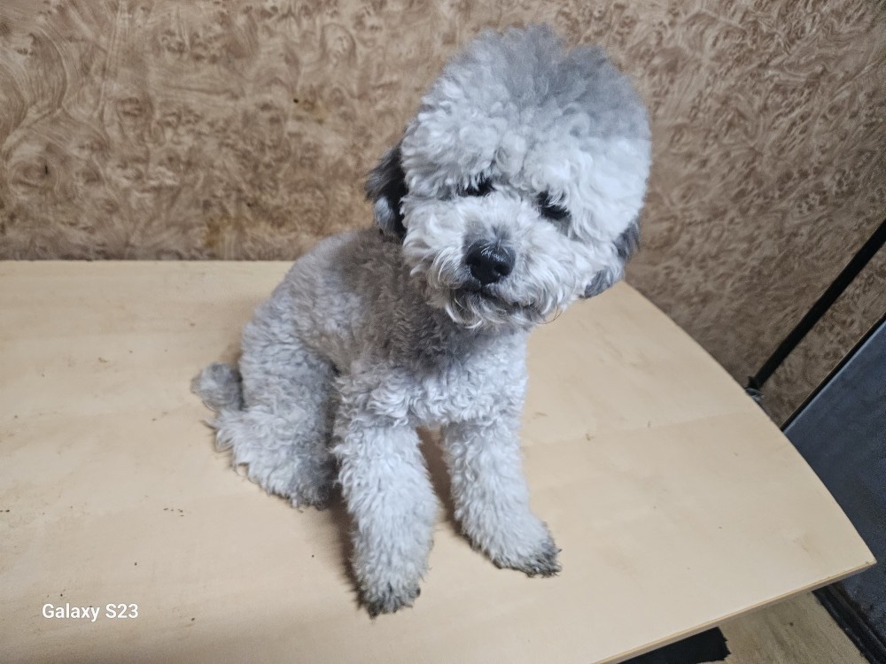 종료(입양) 푸들의…