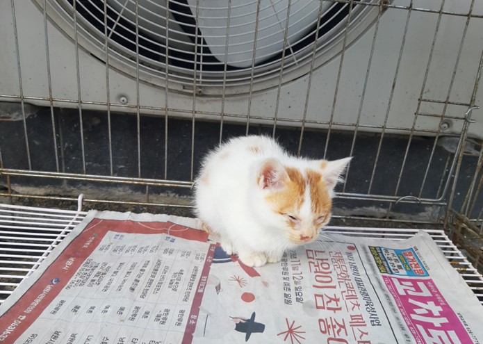 보호중 한국 고양이…