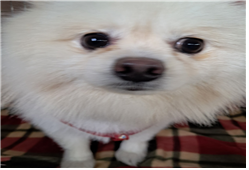 종료(자연사) 포메…