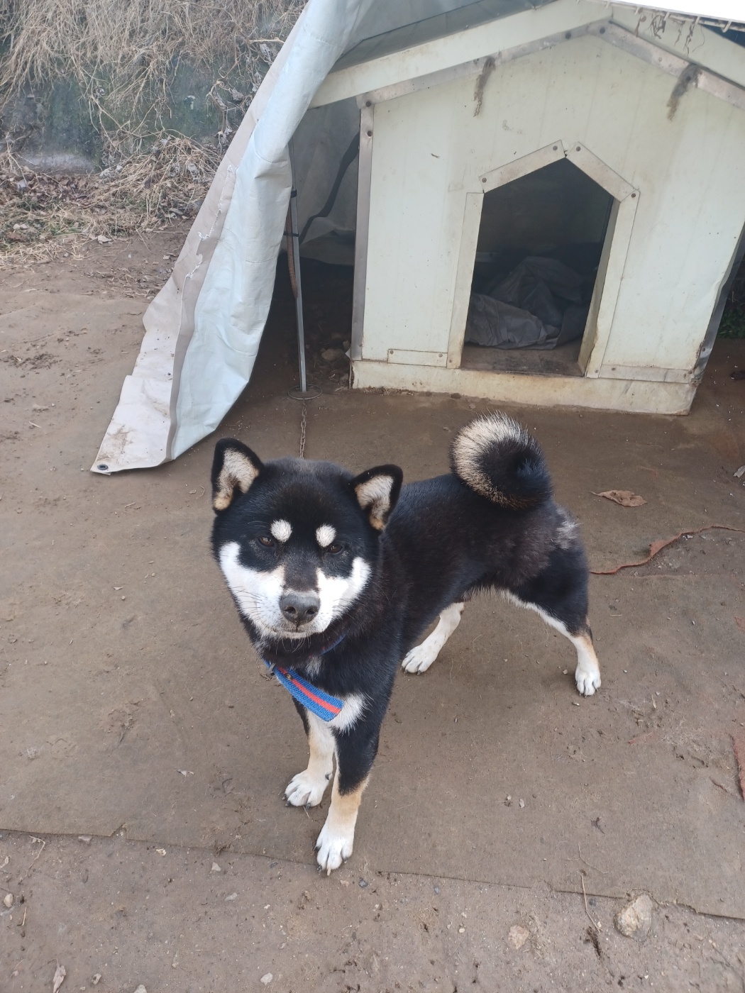 인제군유기동물보호소_442433202300335