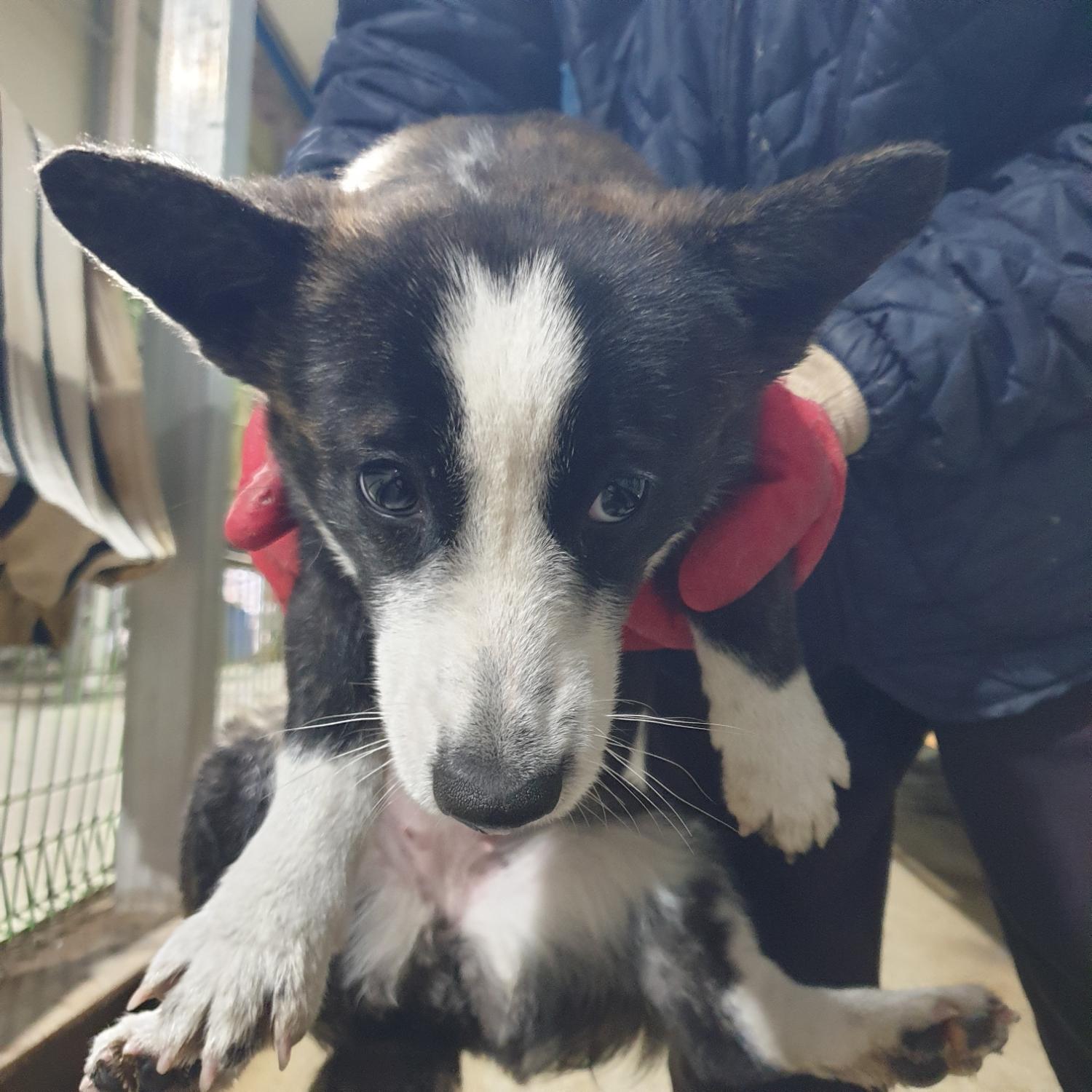 종료(기증) 웰시 …