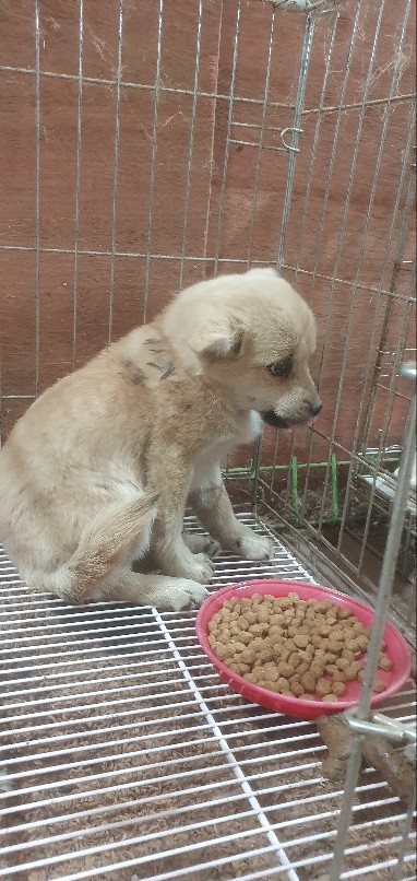 보호중 믹스견의 가…